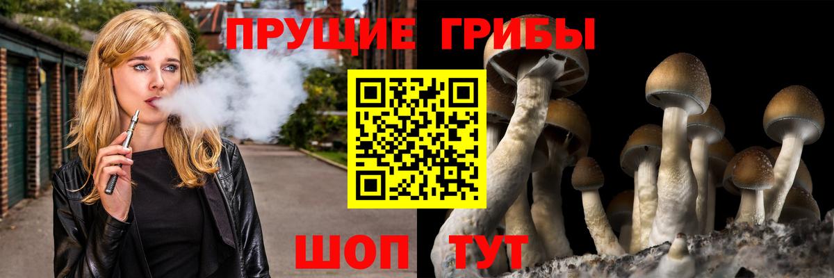 Псилоцибиновые грибы Cubensis  Шатура  Псилоцибиновые грибы Psilocybine cubensis 